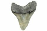 Serrated, Fossil Megalodon Tooth - North Carolina #295294-1
